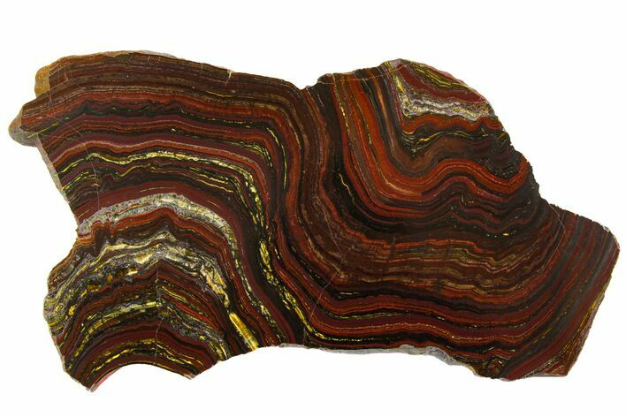 Polished Tiger Iron Stromatolite Slab - Billion Years #161885